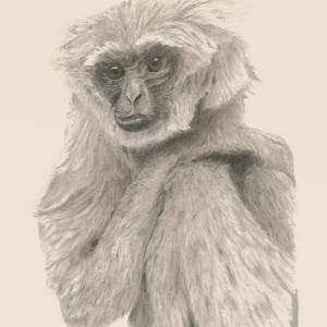 Silver Gibbon Limited Edition Pencil Art Print