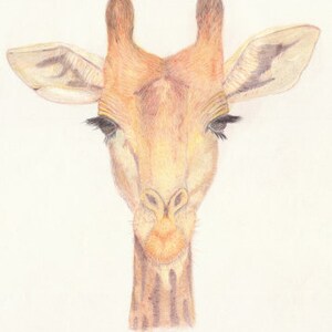 Giraffe Pencil Art Print -Limited Edition