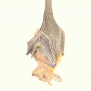 Bat Limited Edition Pencil Art Print
