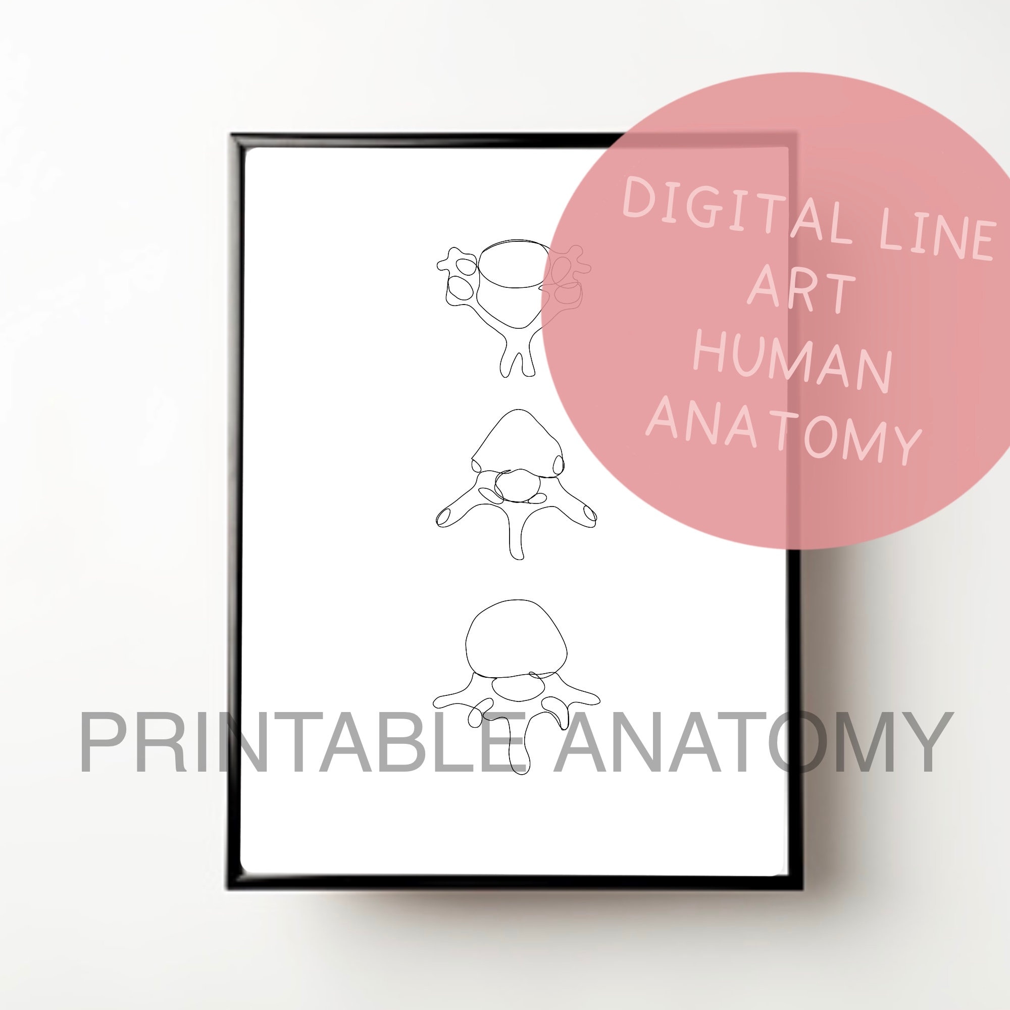 Spinal Vertebrae, Human Anatomy Print, Abstract Line Art, Minimalist ...