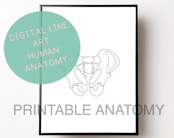 Pelvis, Human Anatomy Print, Abstract Line Art, Pelvic Anatomy, Minimalist, Osteopath, Sports Therapist Prints, DIGITAL DOWNLOAD!!!