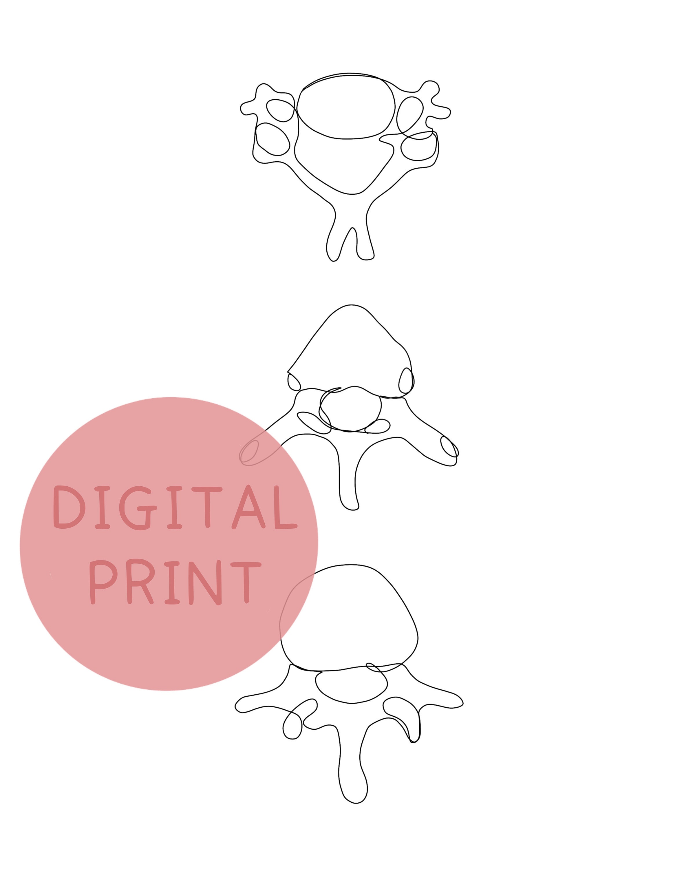 Spinal Vertebrae, Human Anatomy Print, Abstract Line Art, Minimalist ...