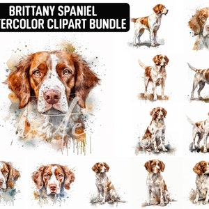 Acquerello Brittany Spaniel Clipart, 12 JPG di alta qualità, Clipart per cani, Creazione di carte, Mestiere di carta digitale, Download digitale, Uso commerciale