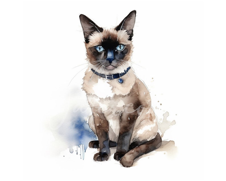 Watercolor Snowshoe Clipart, 12 High Quality Jpgs, Cat Clipart, Card