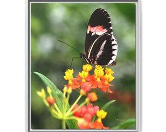 Butterfly Framed Canvas Print, Nature Wall Art, Colorful Decor