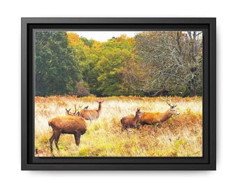 Deer in Autumn Meadow Matte Canvas Framed