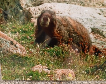 Marmot, Rocky Mountain National Park