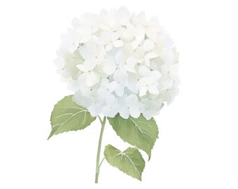 Biała Hortensja – wydruk na ścianę – minimalistyczny, botaniczny, kwiatowy wydruk (do pobrania w wersji cyfrowej)