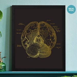 Brain Anatomy Print, Doctor Gift, Neuroscience Art, Doctors Office, Neurosurgeon Gift, Graduation Gift For Medical Student, Nurse Gift