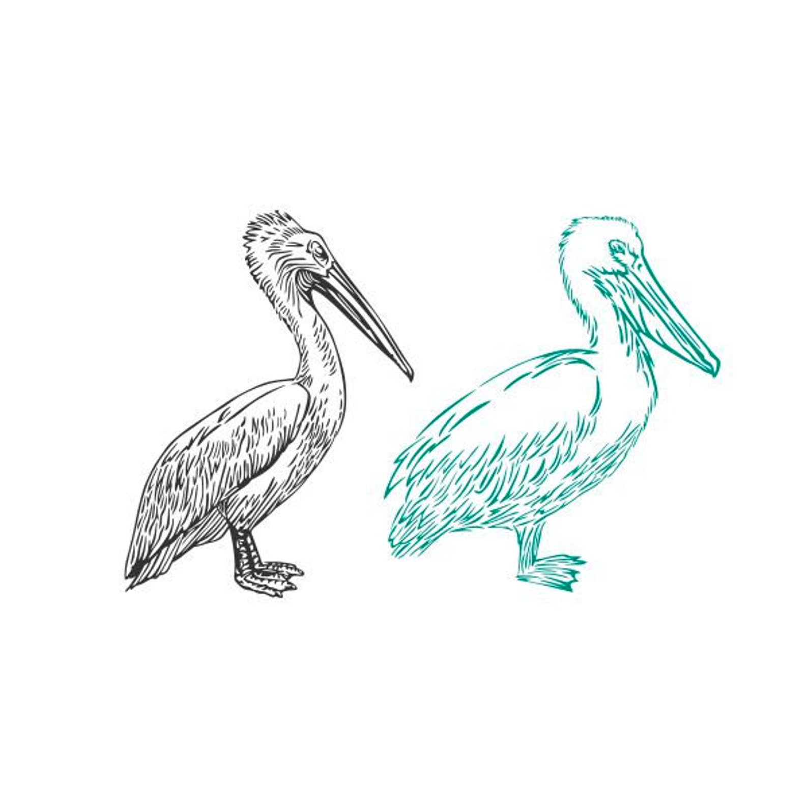 Pelican Cuttable Design SVG PNG DXF & Eps Designs Cricut Cameo File