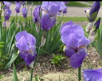 50 (Large,medium and small sizes rhizomes. Mix ) . See Pics. Purple Iris