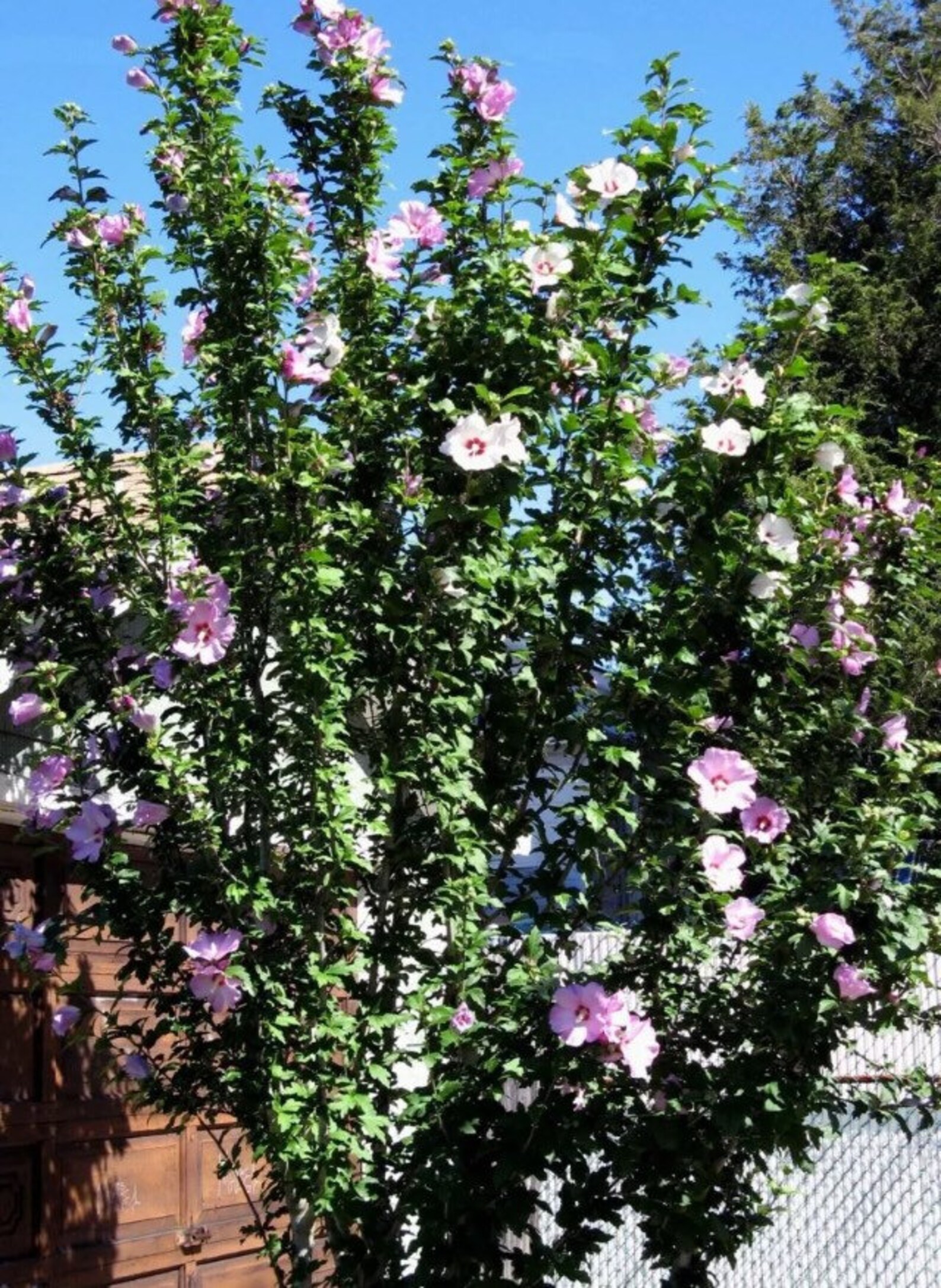 Arbusto althea Hibiscus syriacus Flower Seeds Mix Color Etsy