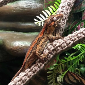 May include: A brown and orange gecko perched on a thick, textured, beige rope. The reptile has a striped pattern and is surrounded by green and pink foliage. The background is a blurred mix of brown and green.