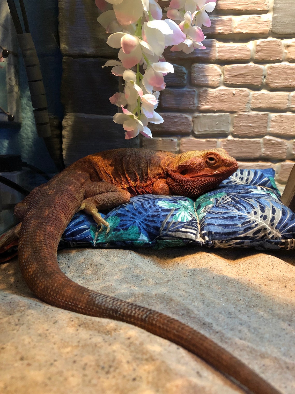 Handmade lizard reptile bearded dragon sofa couch bed window Etsy