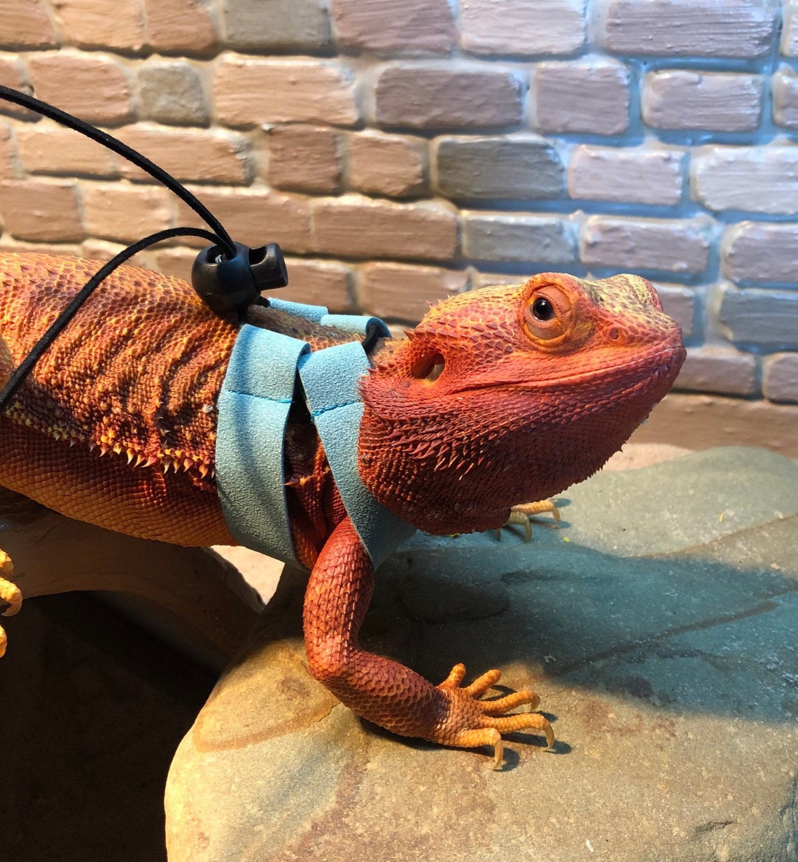 Handmade Bearded Dragon Reptile Lizard Harness Lead Leash Faux Etsy UK