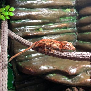 Gecko climbing vine 60cm handmade crochet