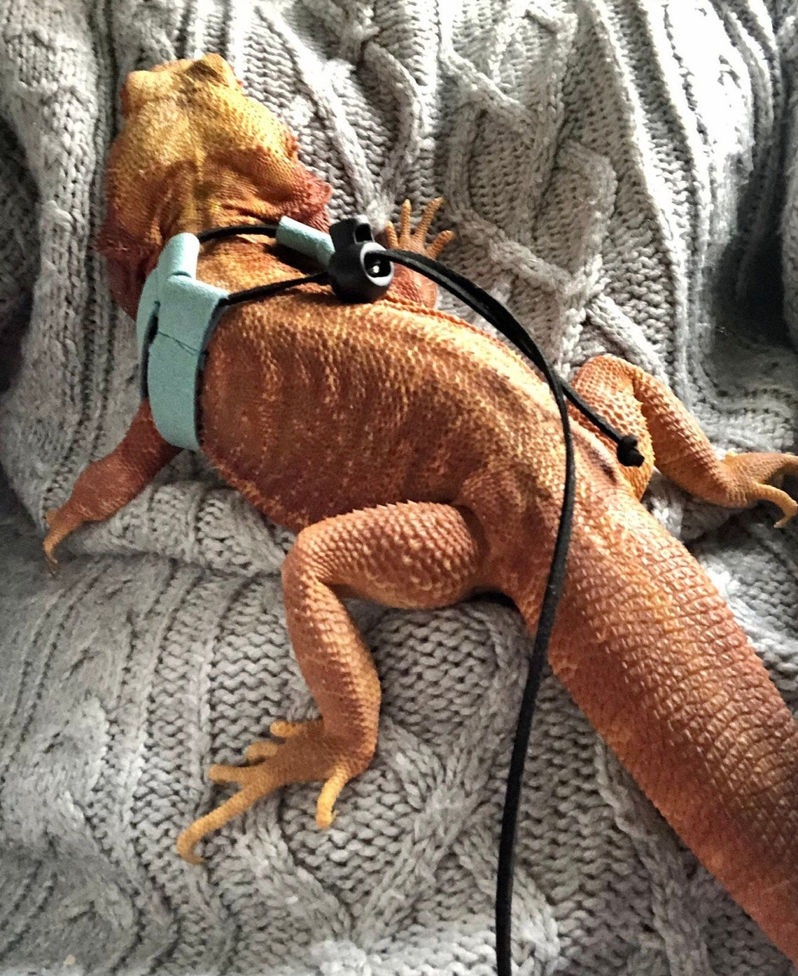 Handmade Bearded Dragon Reptile Lizard Harness Lead Leash Faux Etsy UK
