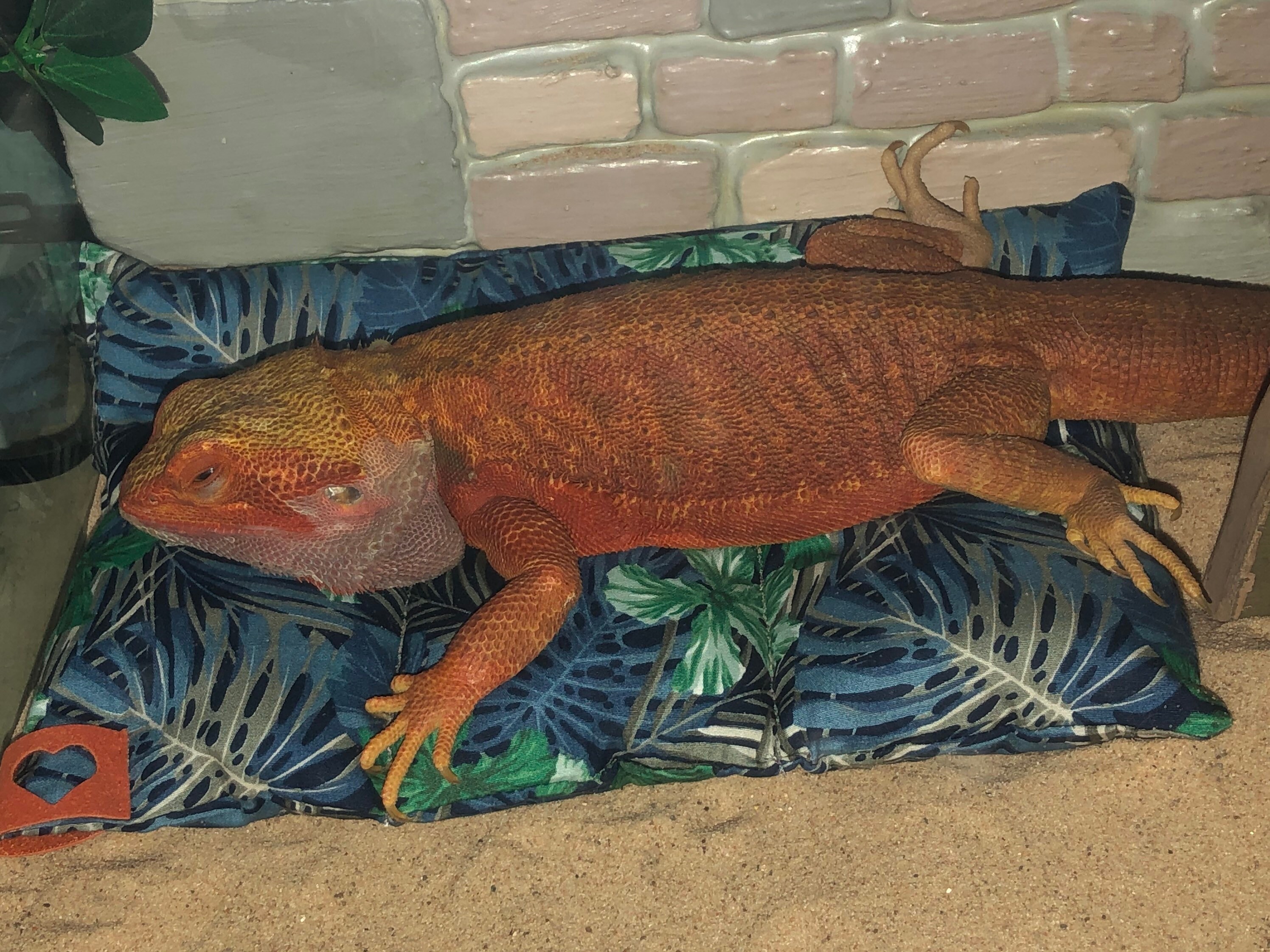 Handmade Lizard Reptile Bearded Dragon Sofa Couch Bed Window Etsy UK