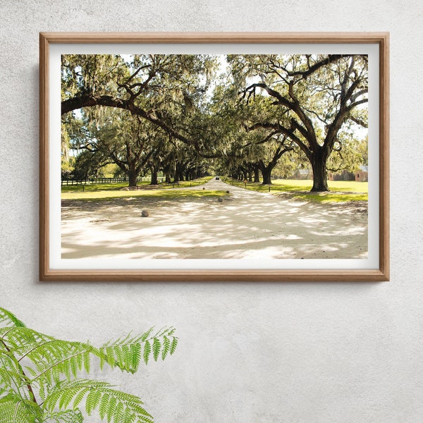 Charleston Willow Trees Photo Print // Nature // Travel // Botanical // Road // Entrance // The Notebook // Movie Scenes // Plantation