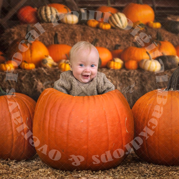 Halloween Pumpkin Patch Fall Background, Arrière-plans extérieurs pour composites, Arrière-plans PhotoShop, Toile de fond numérique, FICHIER PSD EN COUCHES