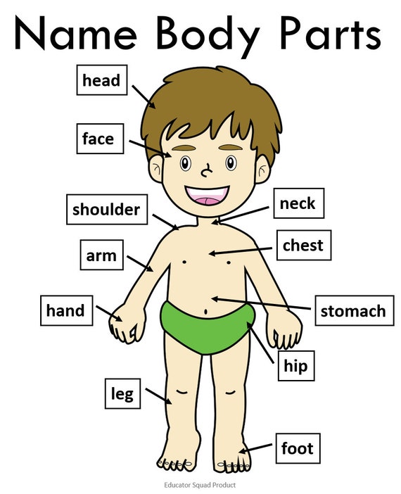 50 Human Body Anatomy Parts Worksheets Flashcards Charts - Etsy Denmark 50 Human Body Anatomy Parts Worksheets Flashcards Charts - Etsy Denmark