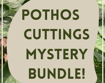 Pothos Cutting Mystery Bundle