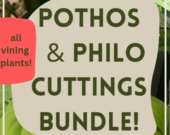 Pothos & Philodendron Mystery Cutting Bundle