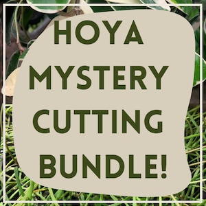 Hoya Mystery Cutting Variety Bundle