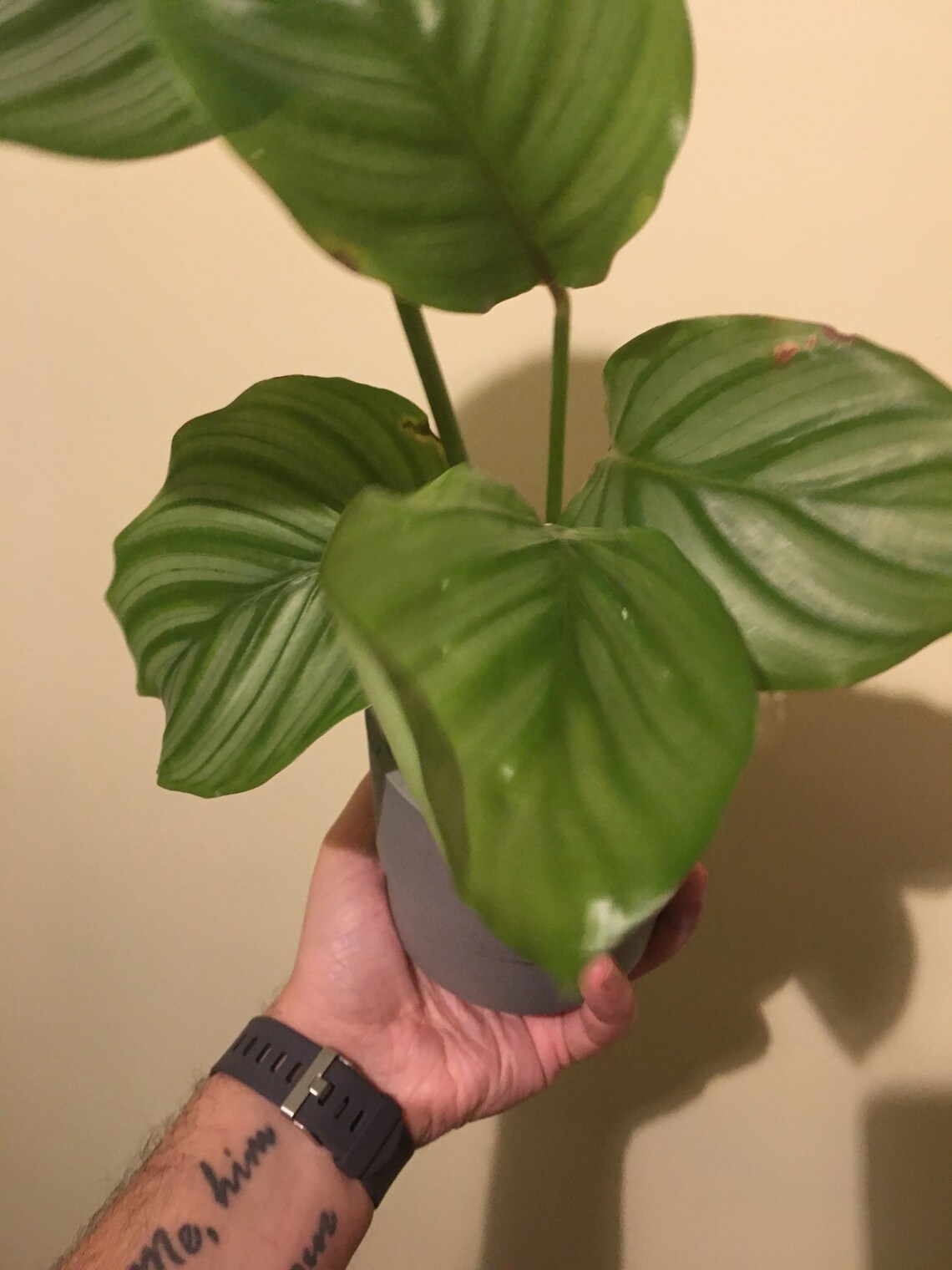 Calathea in a plastic pot Etsy