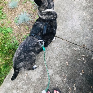 May include: A black and grey dog wearing a black harness and leash, walking on a concrete sidewalk. The dog is looking to the right of the image. The leash is green and white.