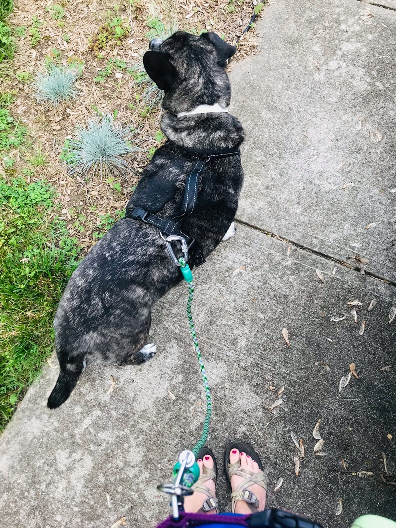May include: A black and grey dog wearing a black harness and leash, walking on a concrete sidewalk. The dog is looking to the right of the image. The leash is green and white.