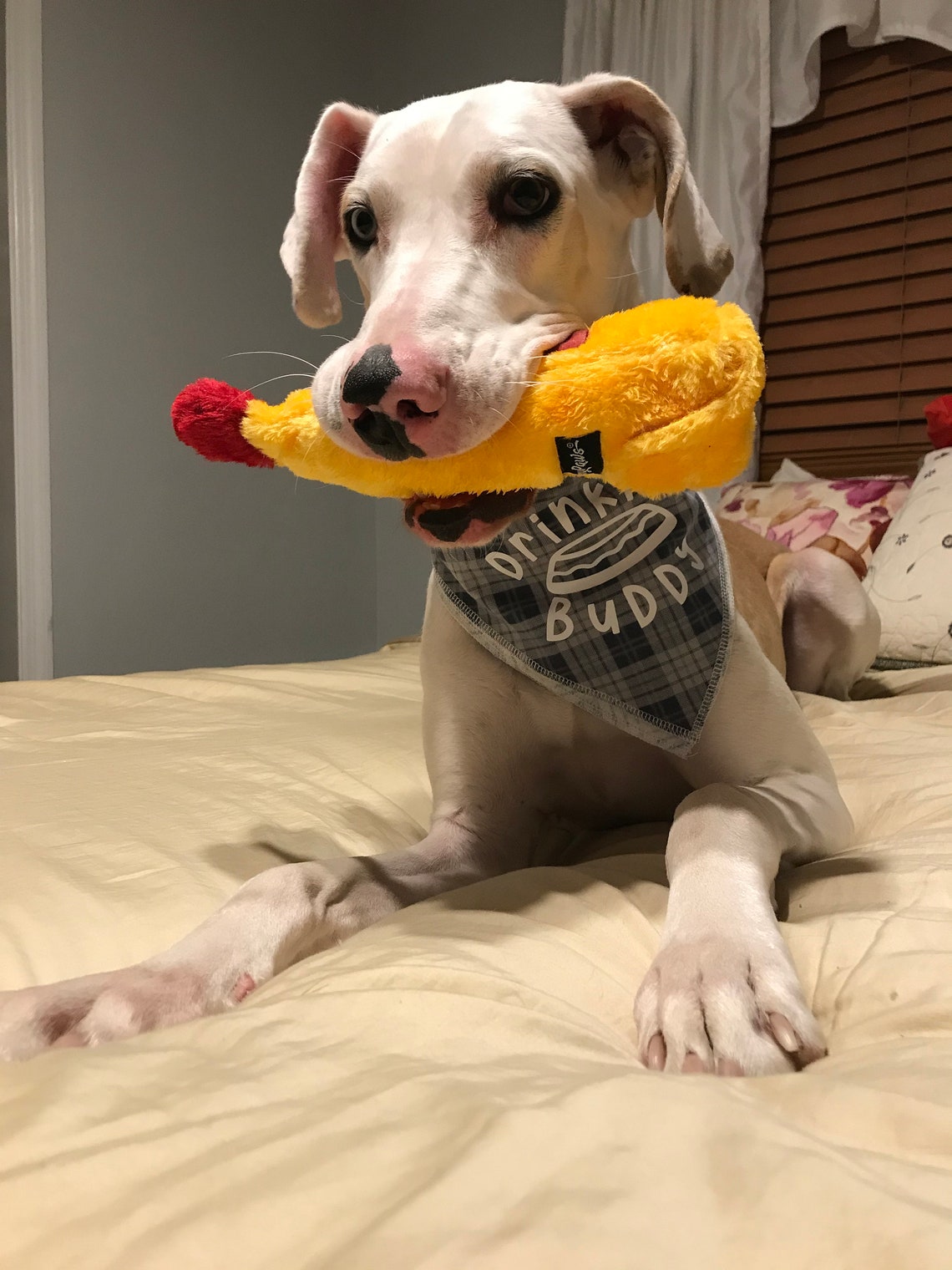 Lustiges Hunde Bandana Geschenkset für Hunde Bier Hunde Etsy