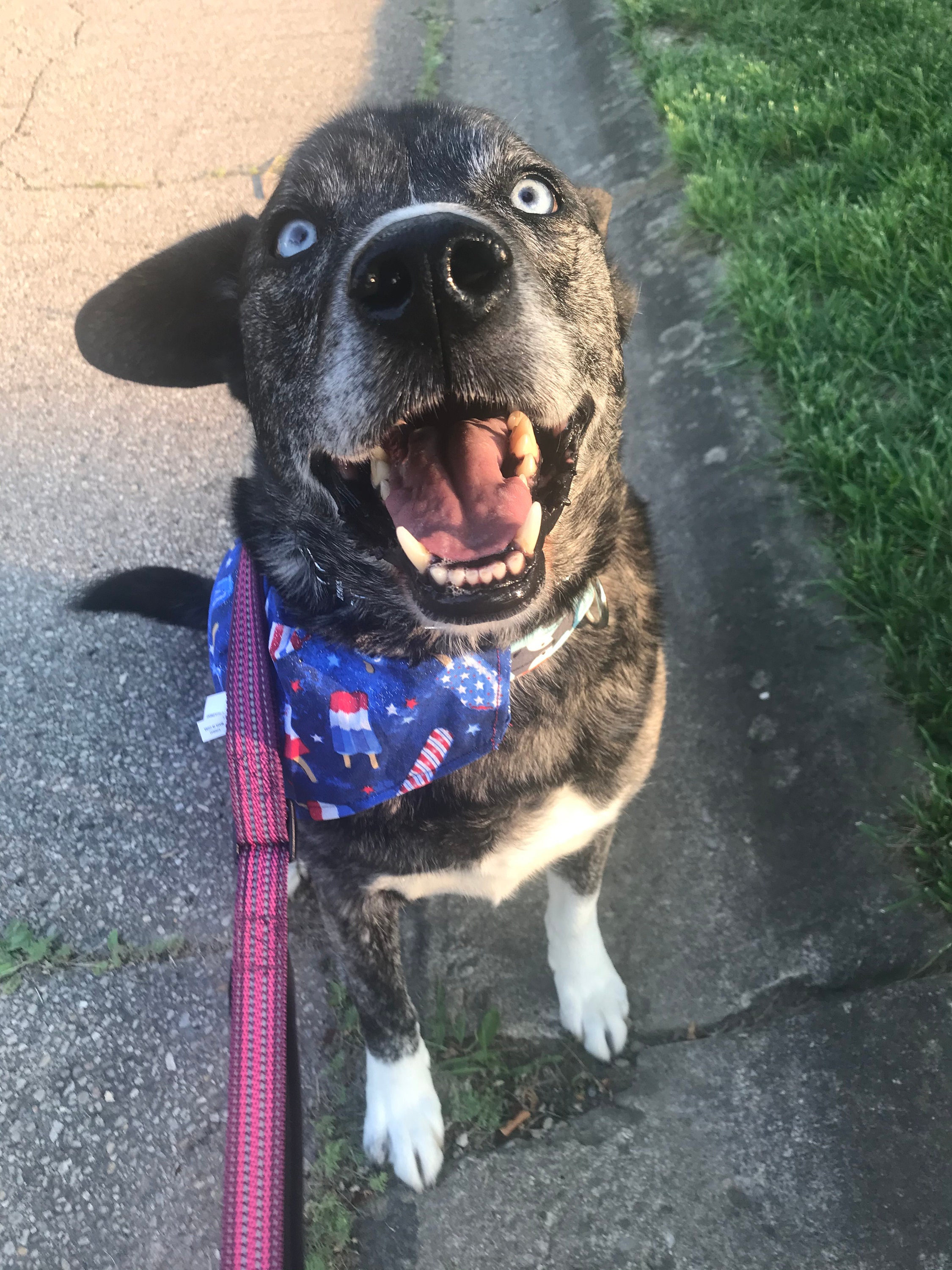 Lustiges Hunde Bandana Geschenkset für Hunde Bier Hunde Etsy