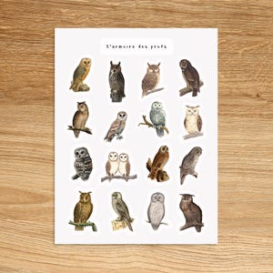 OWL Stickers / Cute Animal Stickers / Journal Stickers