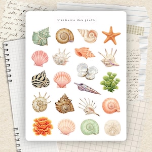 Peut inclure: Une collection d'illustrations à l'aquarelle de divers coquillages, une étoile de mer et du corail. L'image comprend une variété de formes, de couleurs et de textures, avec le texte "L'armoire des profs" en haut. Les illustrations sont disposées sur fond blanc.