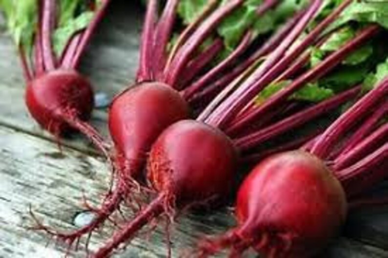 Seeds Organic Ruby Queen Beet Seeds Beta vulgaris Non-GMO Heirloom Vegetable Garden 20 20