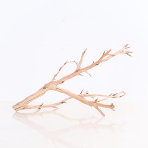 Manzanita Driftwood 16&quot;, Natural Aquarium Branches, Fish Tank Aquascape Wood, Terrarium Decor, Reptile Enrichment