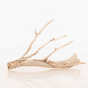 Manzanita 17&quot; Branch, Aquascape Driftwood, Aquarium Wood, Natural Fish Tank Decor, Small Reptile Terrarium Enrichment