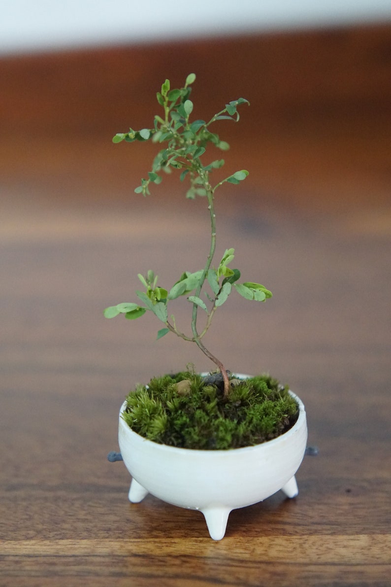 Japanese style self watering mini bonsai pot Etsy