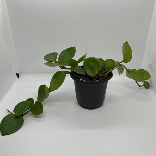 Hoya Chelsea | live 4” fully rooted houseplant