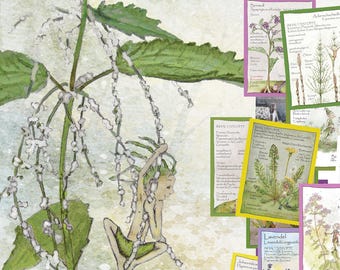 Puede incluir: Un conjunto de tarjetas ilustradas con 30 hierbas y plantas silvestres pintadas a mano. La imagen incluye texto en alemán, un dibujo de hada y varias tarjetas con ilustraciones botánicas. Las tarjetas son de varios colores.