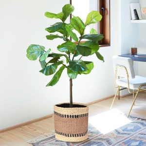 May include: A large, leafy green plant in a woven basket planter. The basket is tan with black horizontal stripes. The plant is in a well-lit room with a window and a desk in the background. The plant is approximately 5 feet tall.