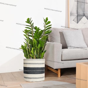 Peut inclure: Un plant de Zamioculcas zamiifolia en pot avec des feuilles vert foncé dans un pot rayé blanc et noir. La plante est posée sur un sol en bois devant un canapé gris clair.