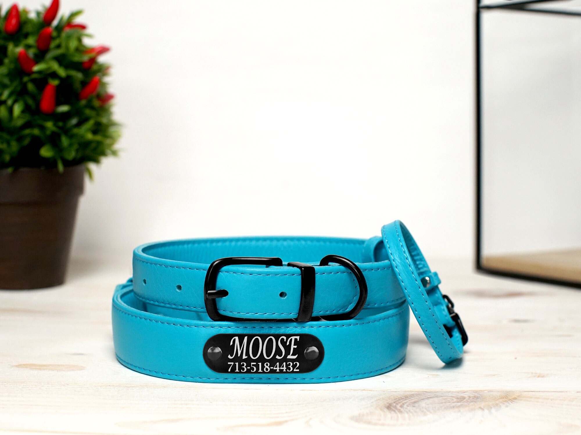 aqua blue dog collar