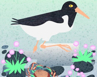 Greeting card - Oyster Catcher