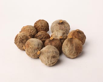 Terminalia Bellirica Seeds – Bahera-boomzaden voor opplant – Tropical Botanical Garden Supply