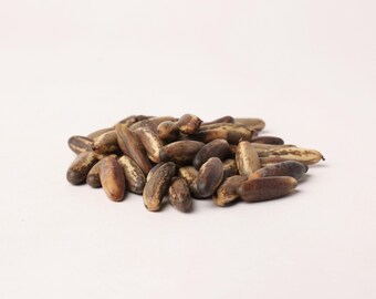 Enterolobium cyclocarpum Seeds – Guanacasteboomzaden voor opplant, botanisch onderzoek en ambachtelijk gebruik