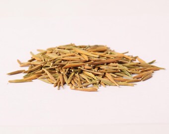 Briedelia Retusa Seeds – Plantmateriaal voor tropische bomen voor tuinieren en botanische collectie