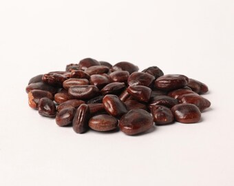 Tamarindus Indica Seeds – Tamarindeboomzaden voor opplant – Tropische sier- en tuinzaden