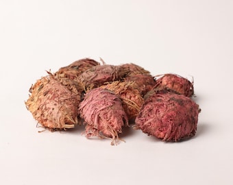 Terminalia Catappa Seeds – Tropische amandelzaden om te planten, botanisch exemplaar, natuurlijke levering